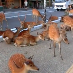 衝撃の光景に外国人びっくり。奈良公園の鹿たちが車道にまで出てくつろいでいる。