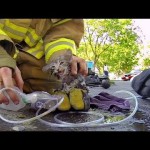 消防士がグッタリしている子ネコを救出するGoPro映像