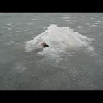 ロシアの凍った湖で謎の生物が撮影される