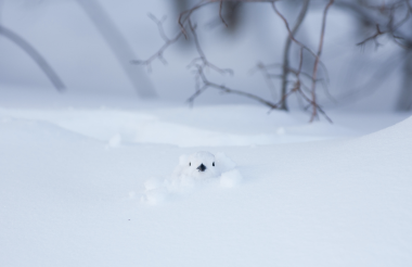 snow_animal_1