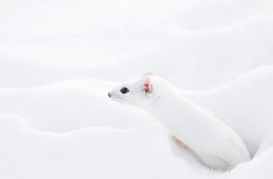 snow_animal_6