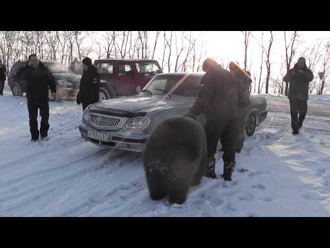 人に懐きまくっているクマ、ロシアではいつもの風景？