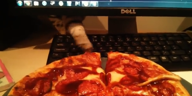 だって食べたいんだもん！ ピザを横取りする猫さんたち