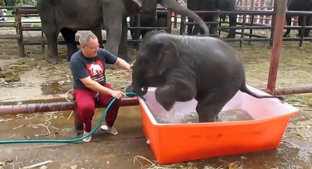 「水浴びする喜び」を全身で表現するゾウの赤ちゃんがカワイイ