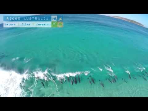 サーフィンを楽しむイルカの群れ