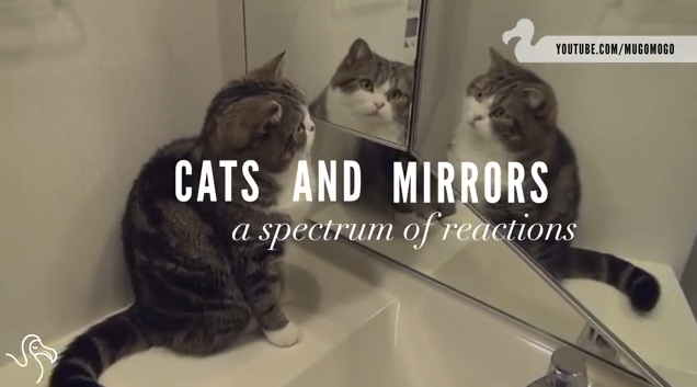 「・・・こいつ、できる！」　鏡に映る自分を見た猫の面白リアクション集