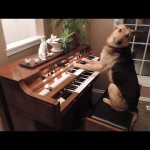 コレは天才、ピアノを気持ちよく弾くワンコ