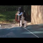 卓球に挑戦する天才犬
