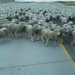 ありえない数の羊に埋め尽くされた道路を車で通る