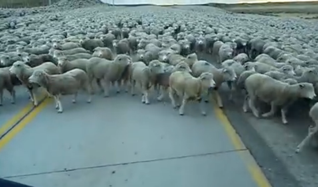 ありえない数の羊に埋め尽くされた道路を車で通る