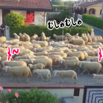羊の大群が街へ・・・垣根がメッチャ喰われてるｗ