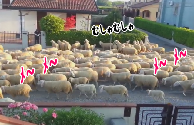 羊の大群が街へ・・・垣根がメッチャ喰われてるｗ