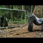 ジャングルに大きな鏡を置いて野生動物たちの反応を見てみた