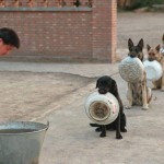 中国の警察犬は中国人よりも優れているらしい