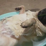 夏を満喫しすぎてるパグの動画が人気。太陽の下、サングラスかけて水浴びしながら爆睡