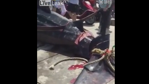 【中国】　漁師たちがジンベイザメを生きたまま輪切りにしていく映像！！