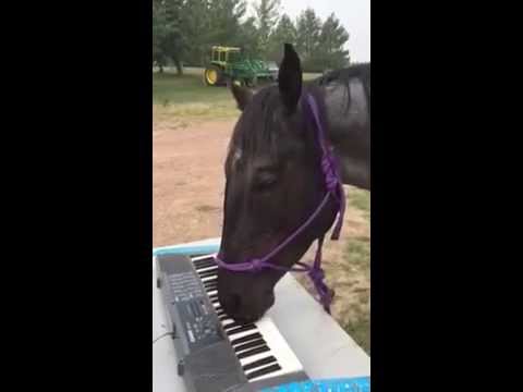 馬が魂の叫びをピアノで弾きまくる