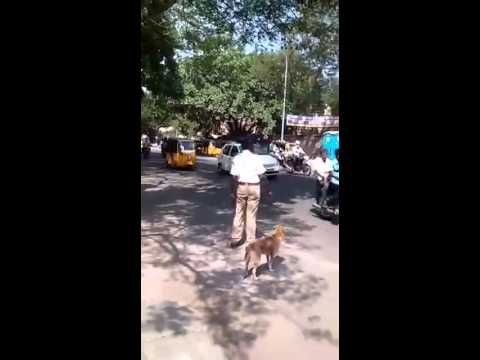 ワンコのために交通整理をしてくれるインドの警官