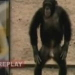 チンパンジー ＶＳ アメリカ特殊部隊!! どっちが速いか対決！！
