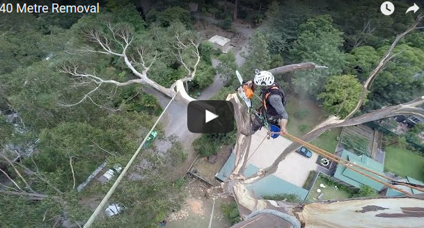 地上40メートルの大木の枝打ち作業が怖すぎるｗｗｗ！！