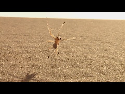 高速バク転で移動する蜘蛛