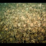 海底にびっちりカニの大群・・・これはキモいｗ