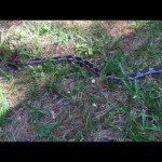 携帯を攻撃する動物2種