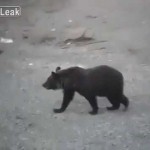 おそロシア・・・熊を目で威嚇するオッサン