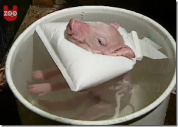 pigbath