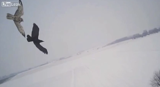 ドッグファイト