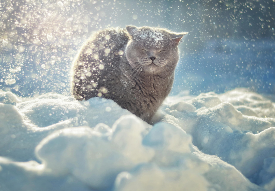 snow_animal_4