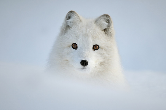 snow_animal_5