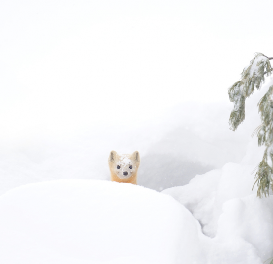 snow_animal_8