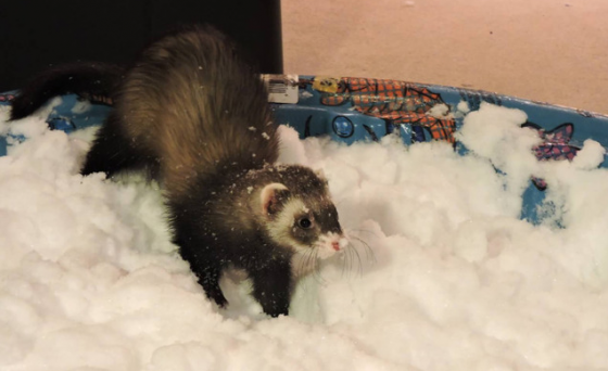 ｆｅｒｒｅｔ