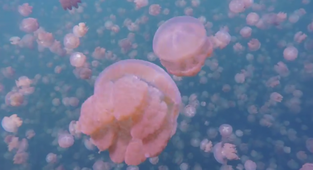 jellyfish