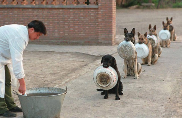 police-dogs-waiting-food-china