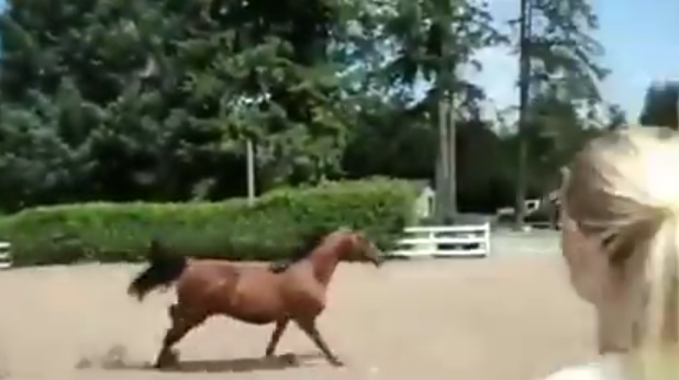 horse