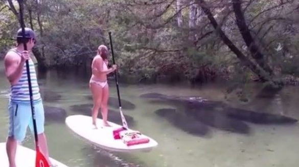 manatee