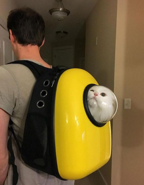 nekobag1