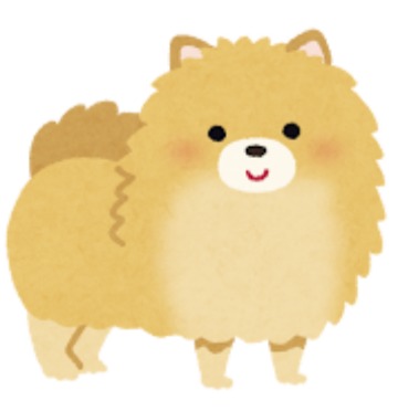 ポメラニアン　わんこ　ワンコ